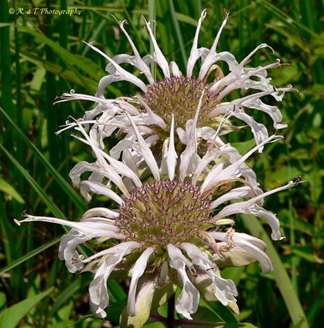 {Monarda fistulosa var. fistulosa}
